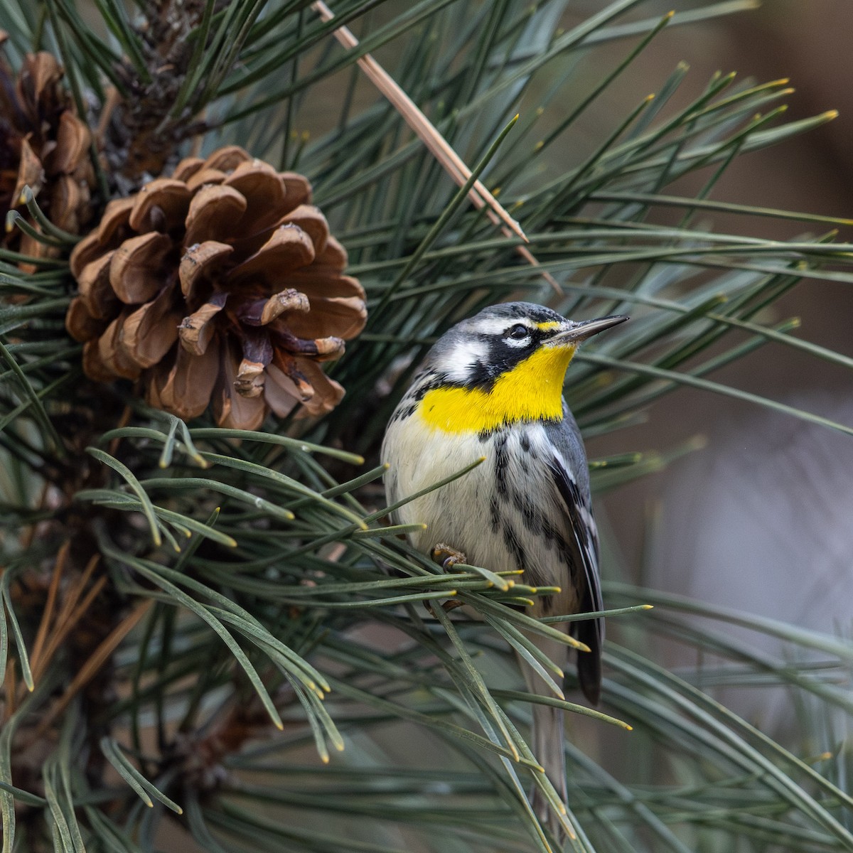 Goldkehl-Waldsänger - ML647616038