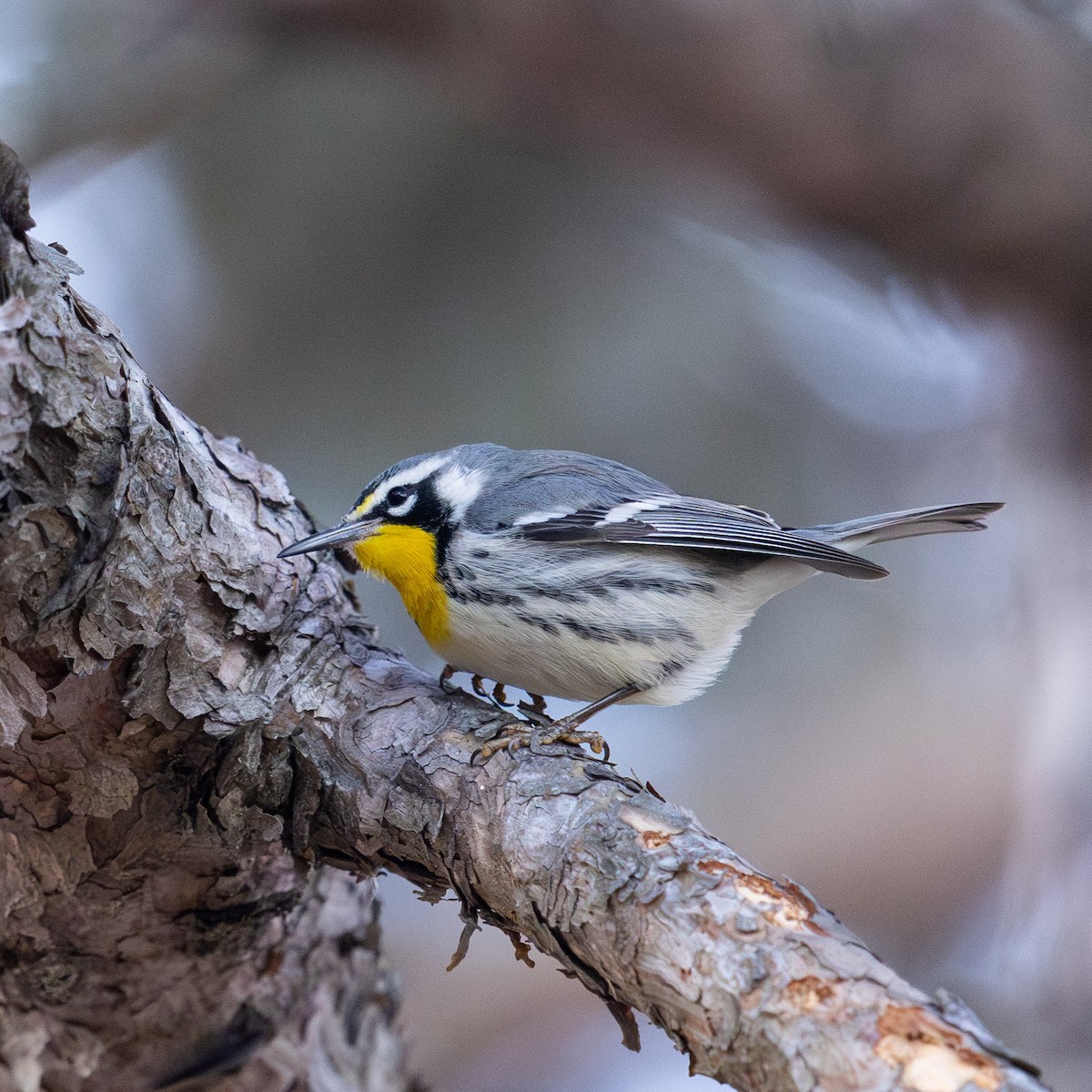 Goldkehl-Waldsänger - ML647616039