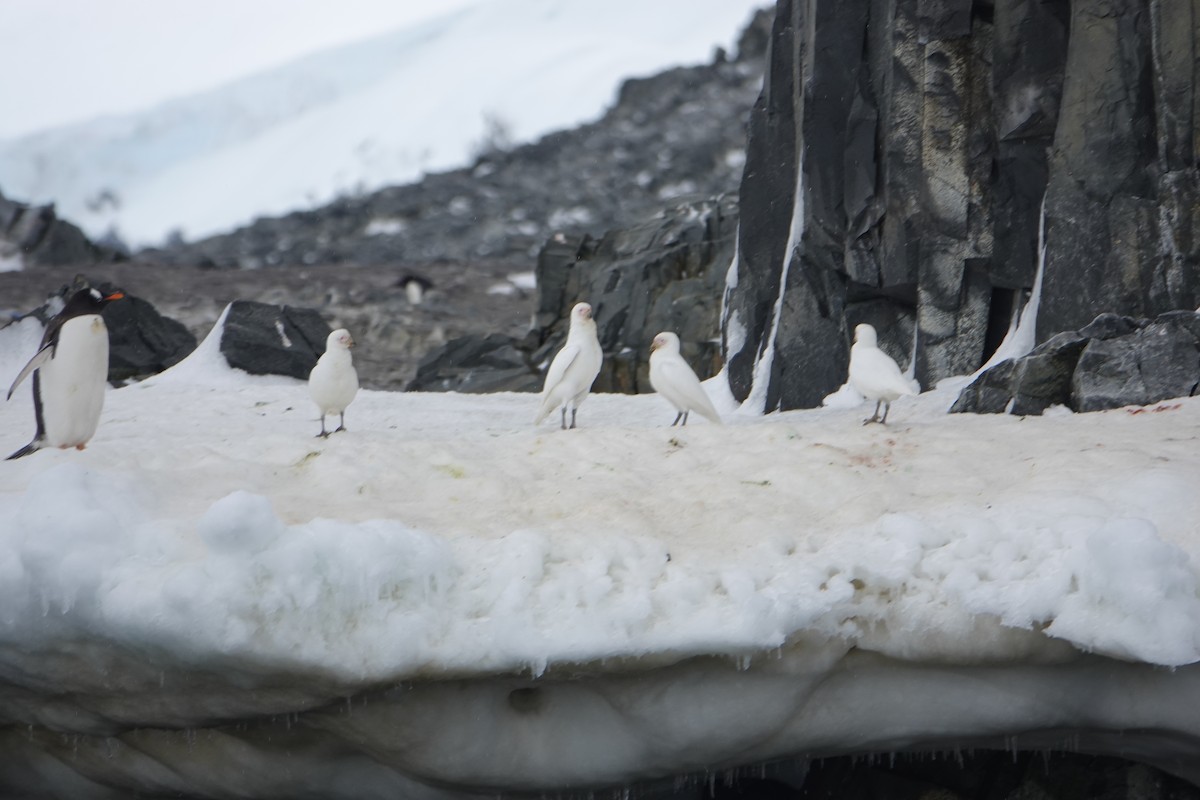 サヤハシチドリ - ML647616079