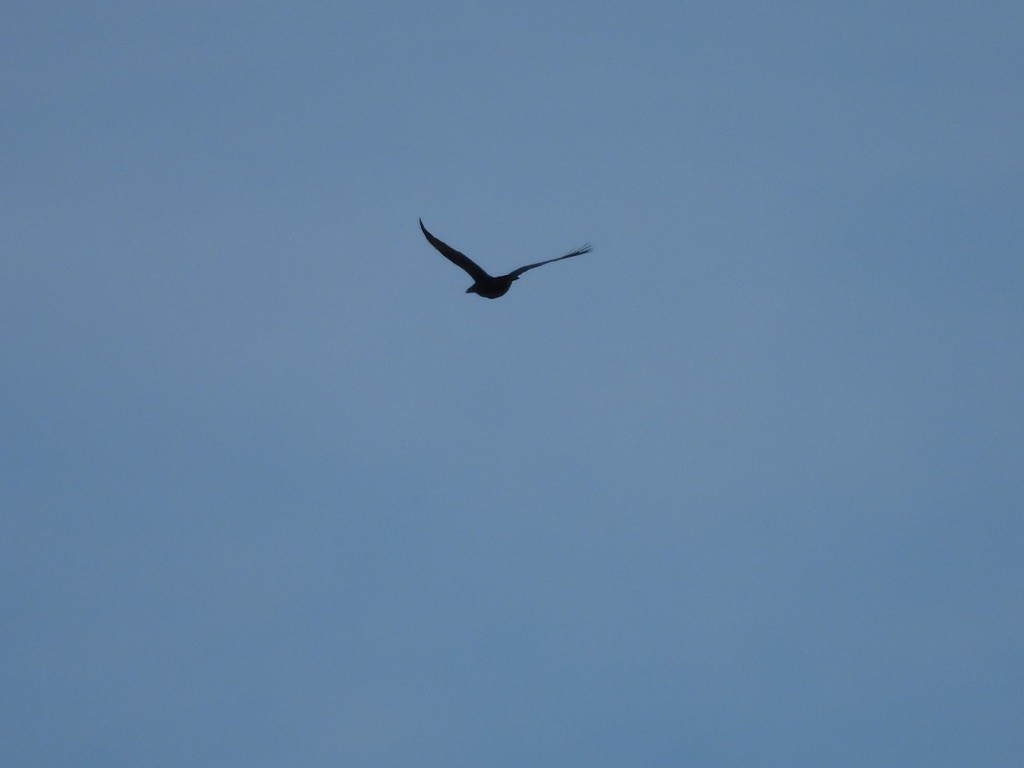 Common Raven - ML647616081