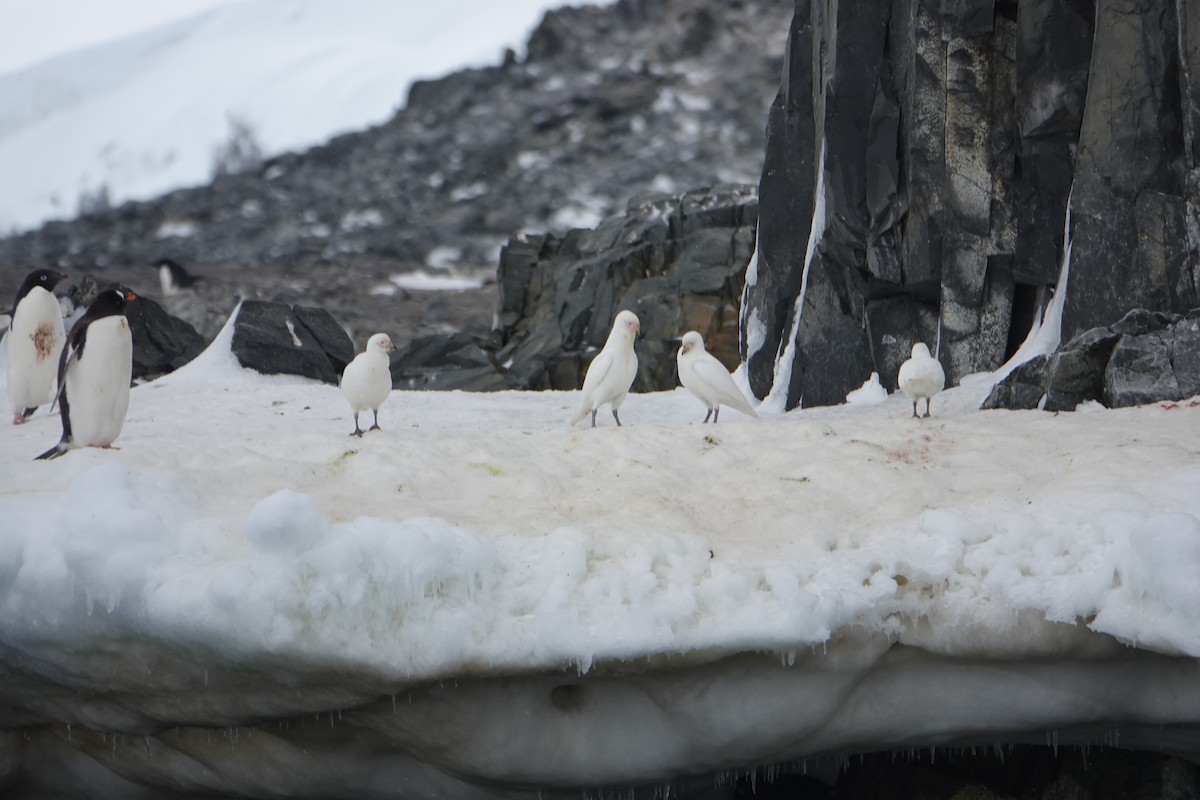 サヤハシチドリ - ML647616083