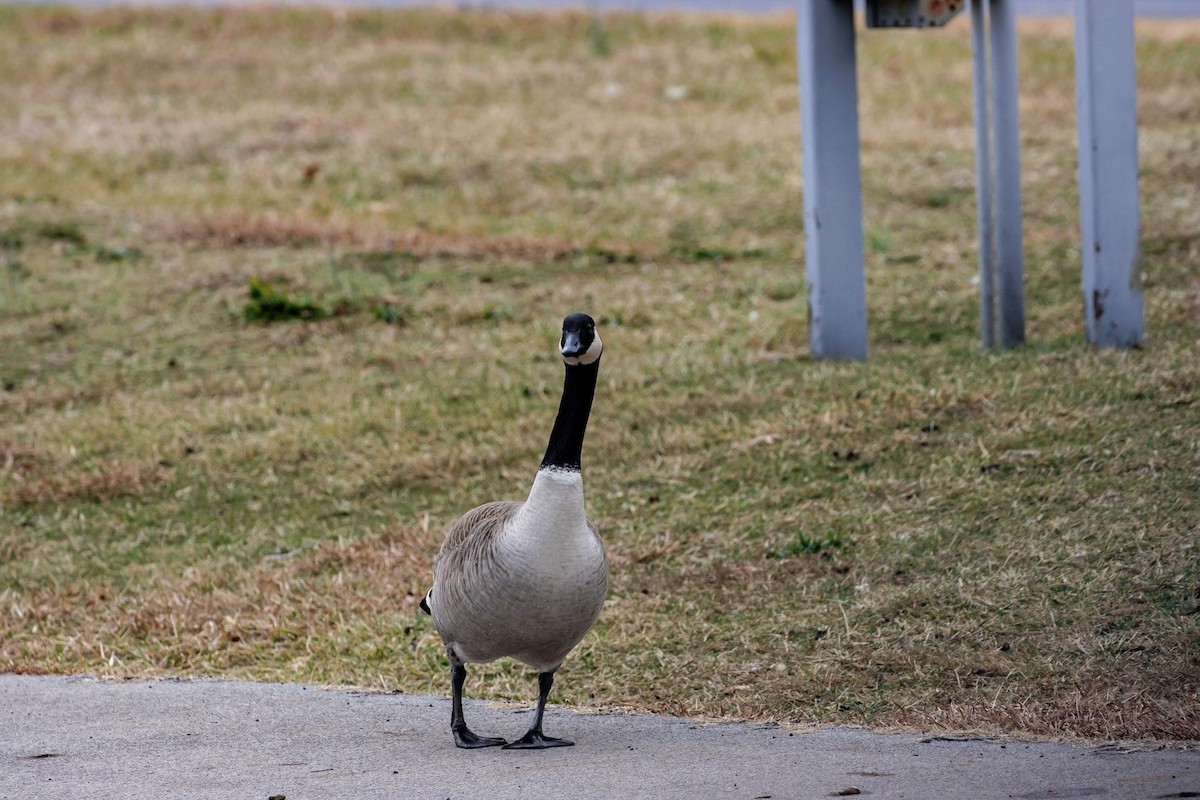 Kanadagans - ML647616096