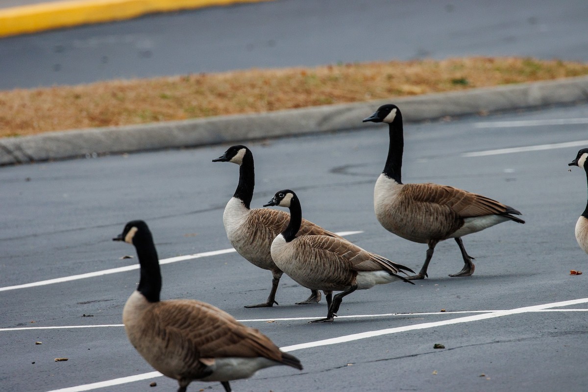 Kanadagans - ML647616097