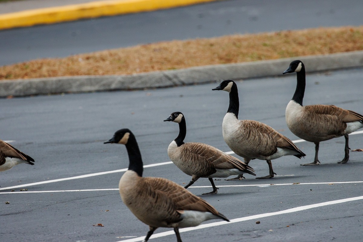 Kanadagans - ML647616098