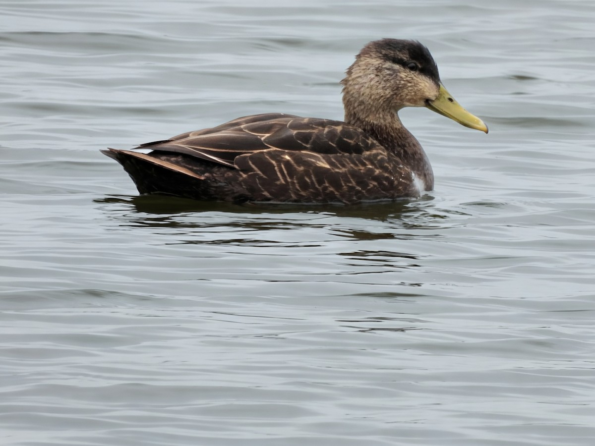 Ahate iluna - ML647616099