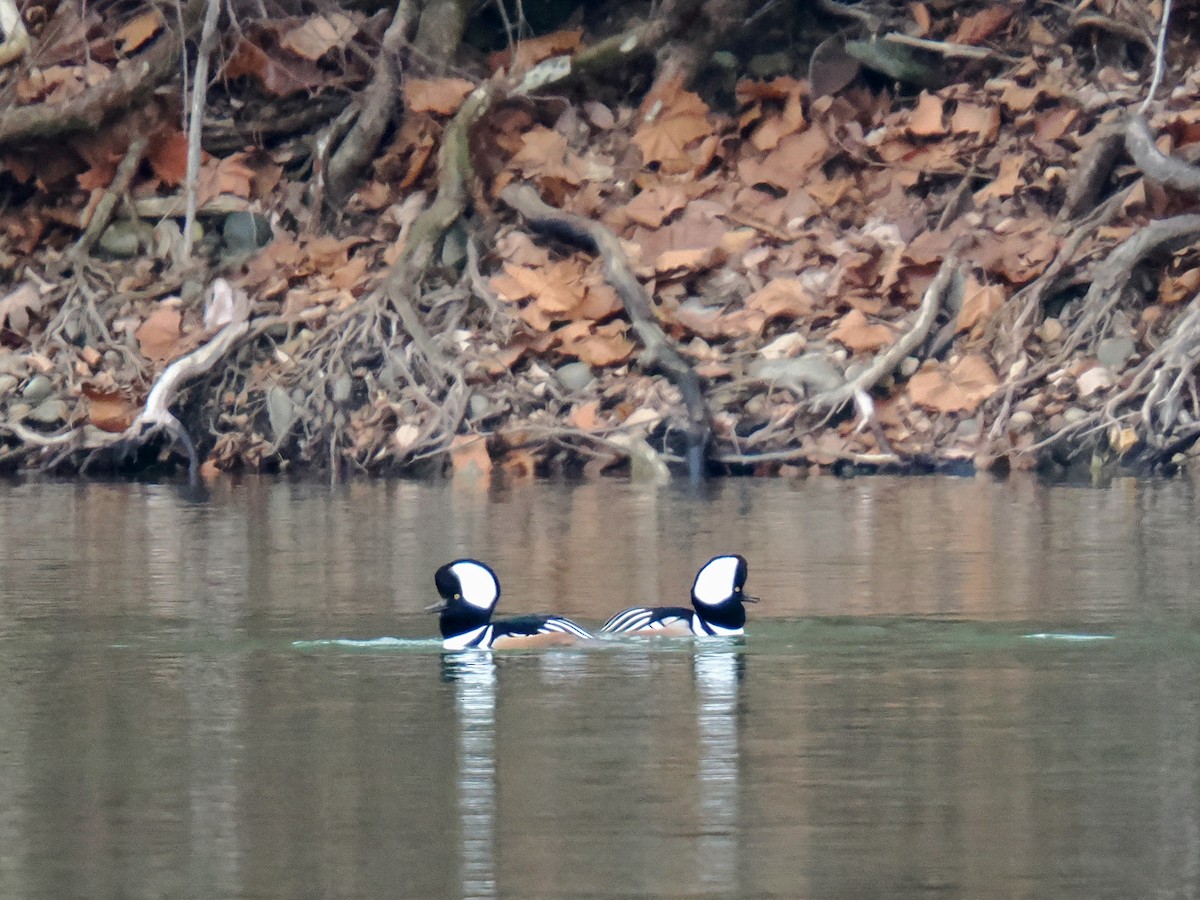 Serreta Capuchona - ML647616127