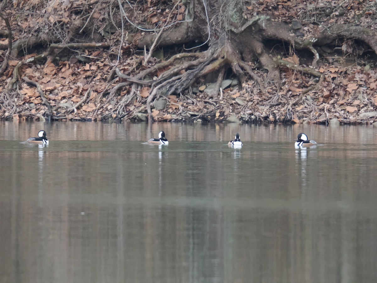 Serreta Capuchona - ML647616129