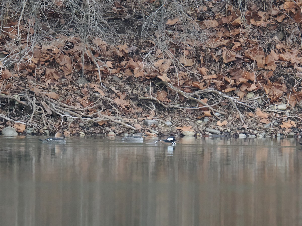 Serreta Capuchona - ML647616130