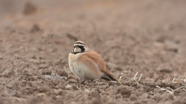 Temminck's Lark - ML647616131