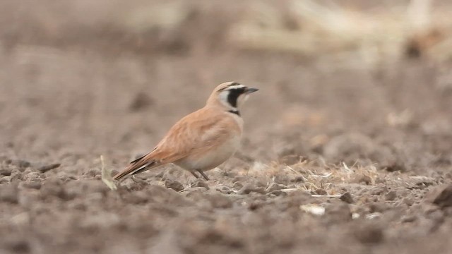 Temminck's Lark - ML647616134