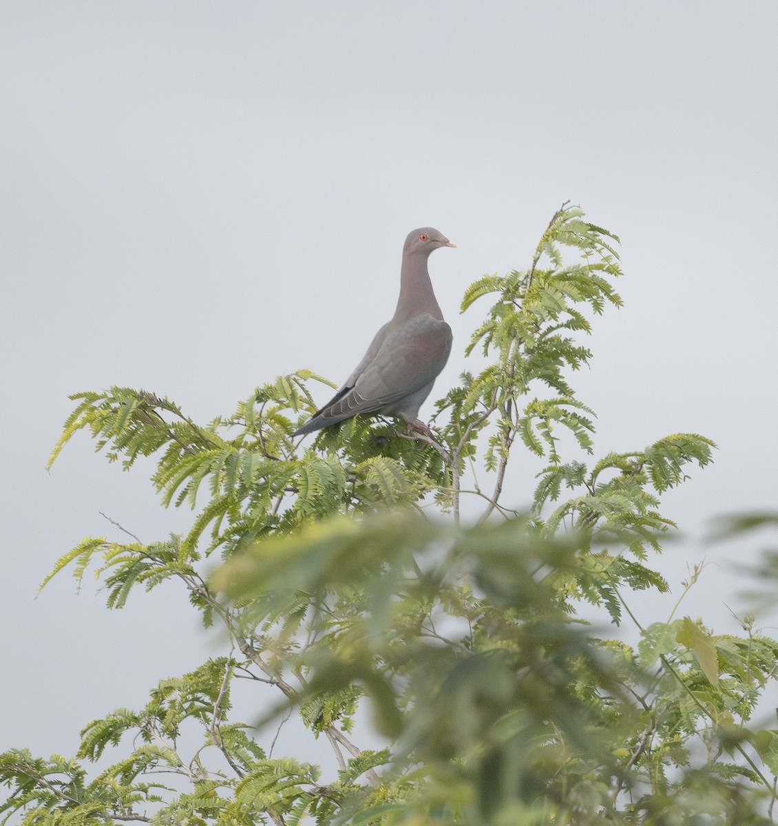 Rotschnabeltaube - ML647616144