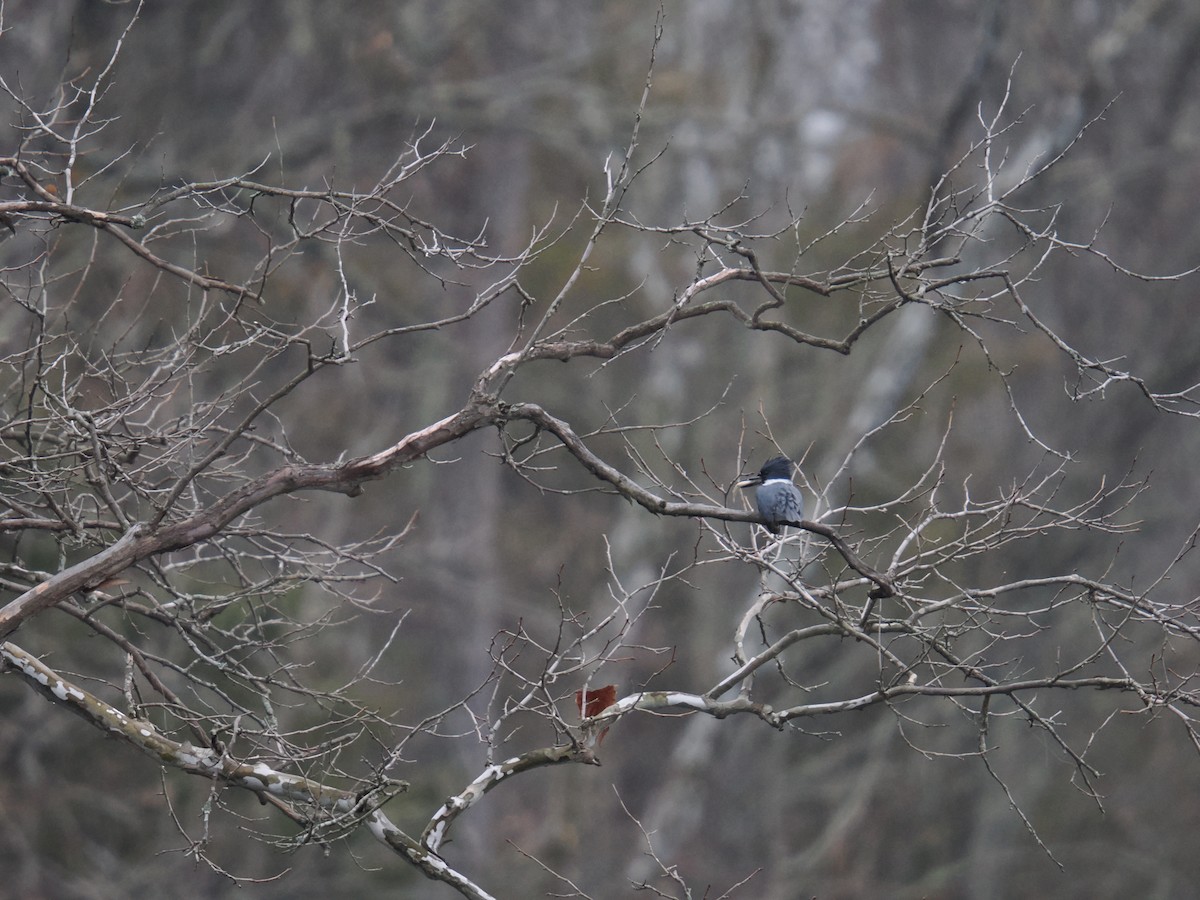 Martín Gigante Norteamericano - ML647616146