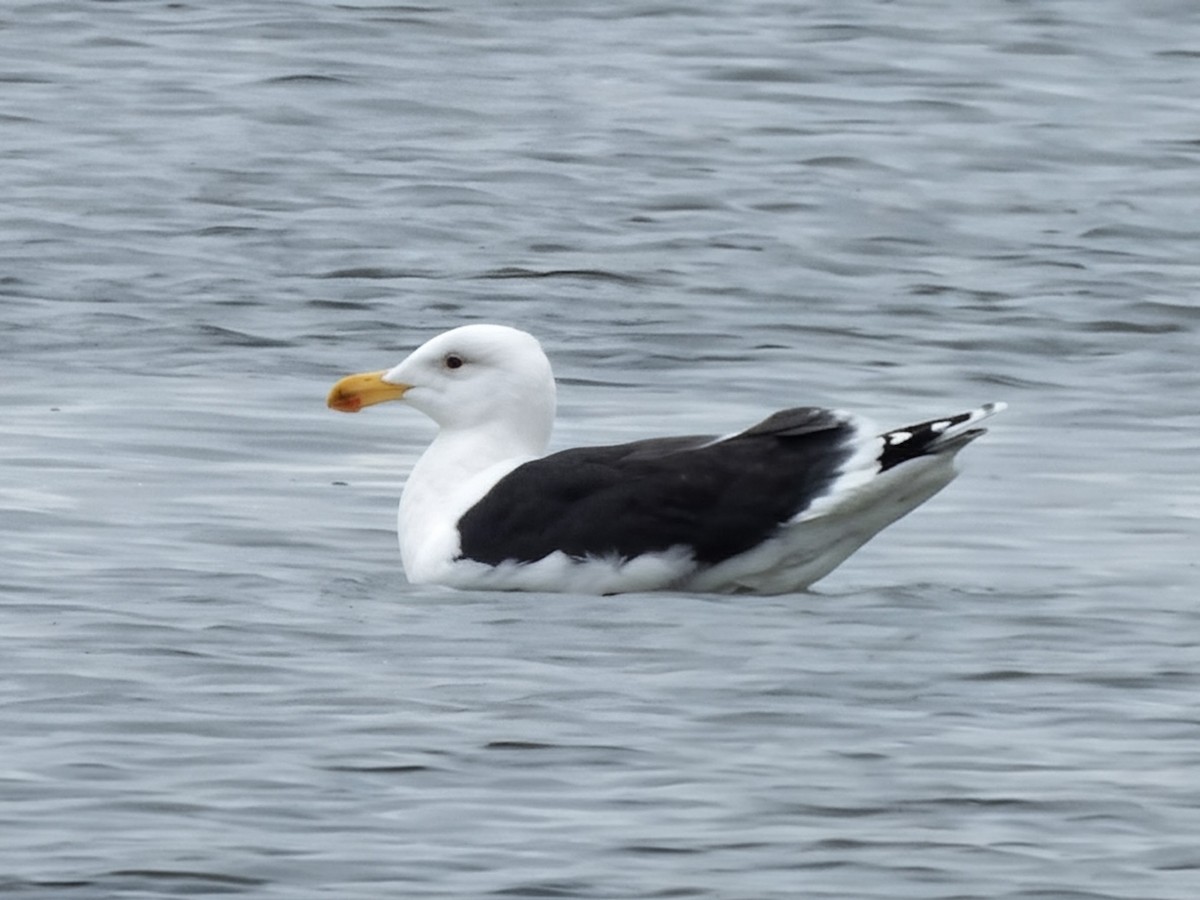 racek mořský - ML647616147