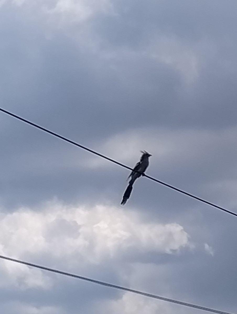 Guira Guguğu - ML647616150