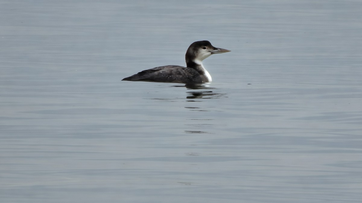 Common Loon - ML647616156