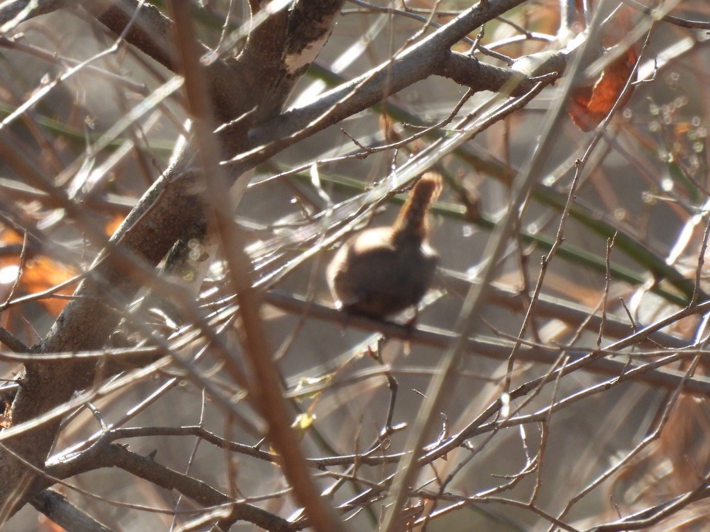 フユミソサザイ - ML647616171