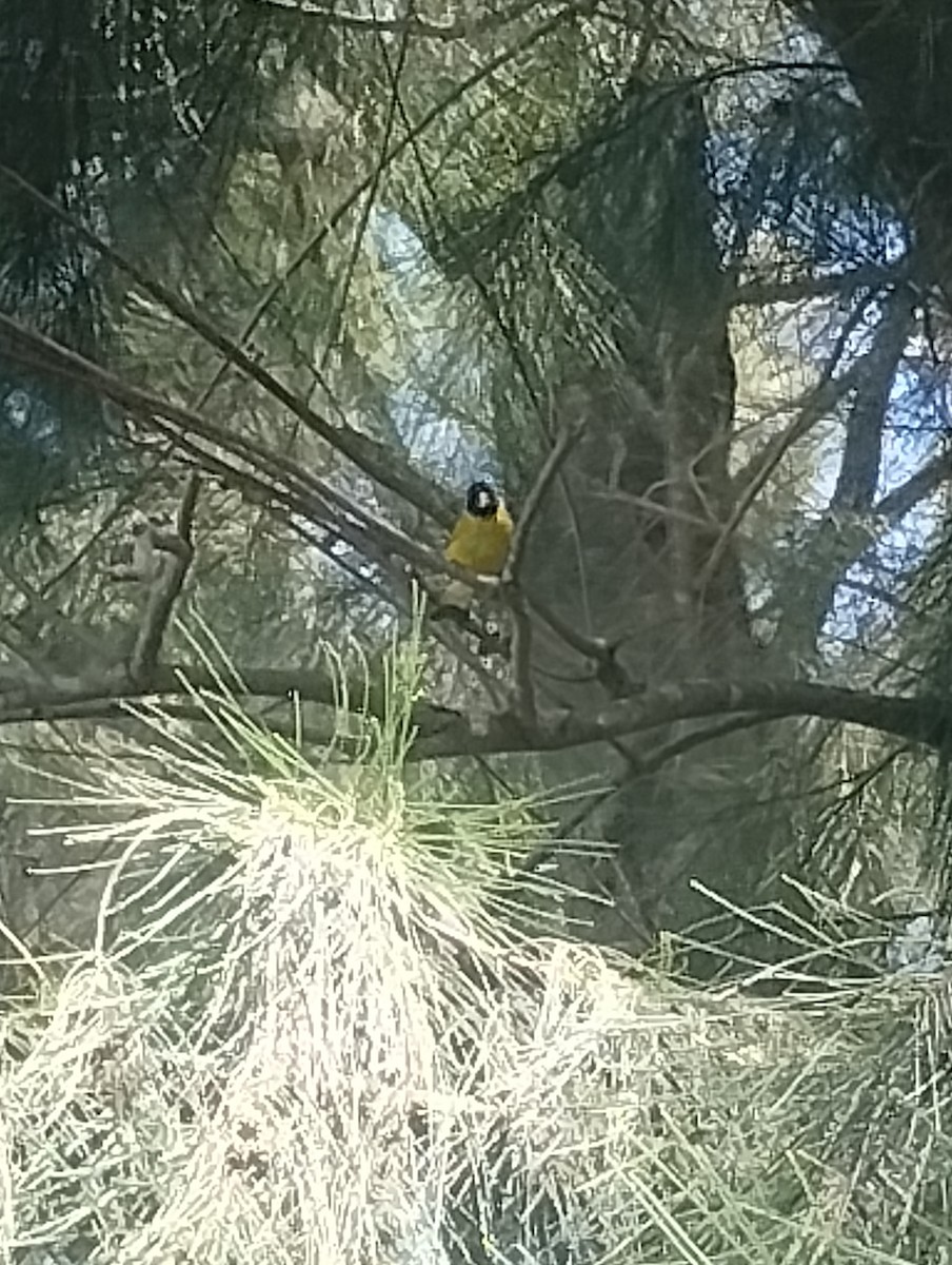 Hooded Siskin - ML647616176