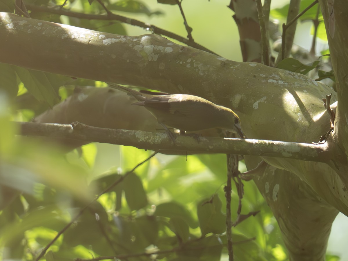 Tangara Palmera - ML647616178