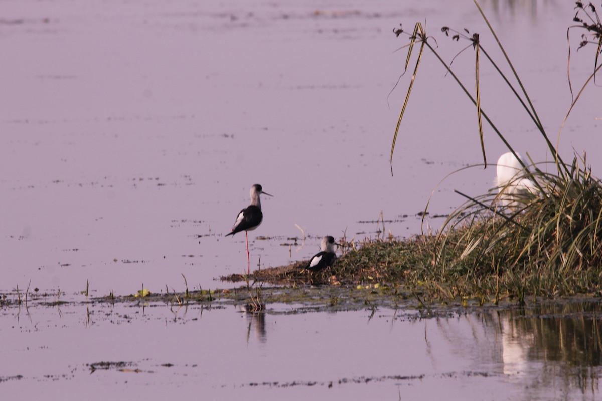 高蹺鴴 - ML647616183