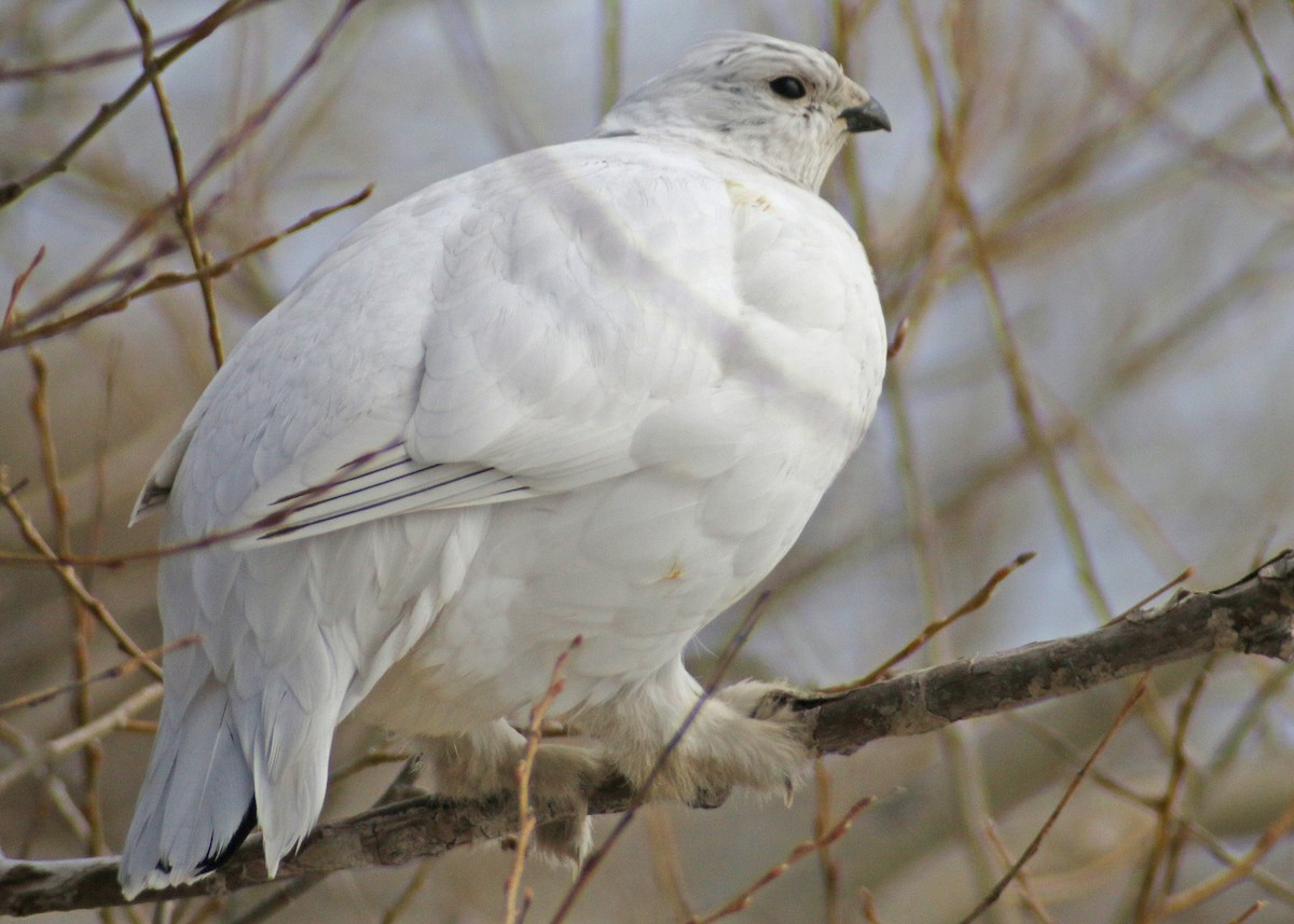 Willow Ptarmigan - ML647616186