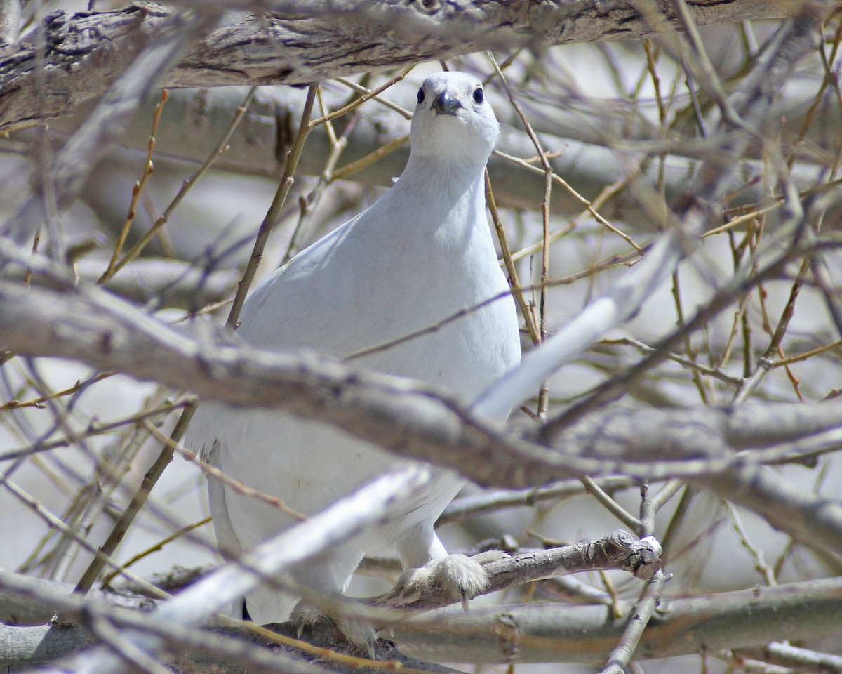 Willow Ptarmigan - ML647616187