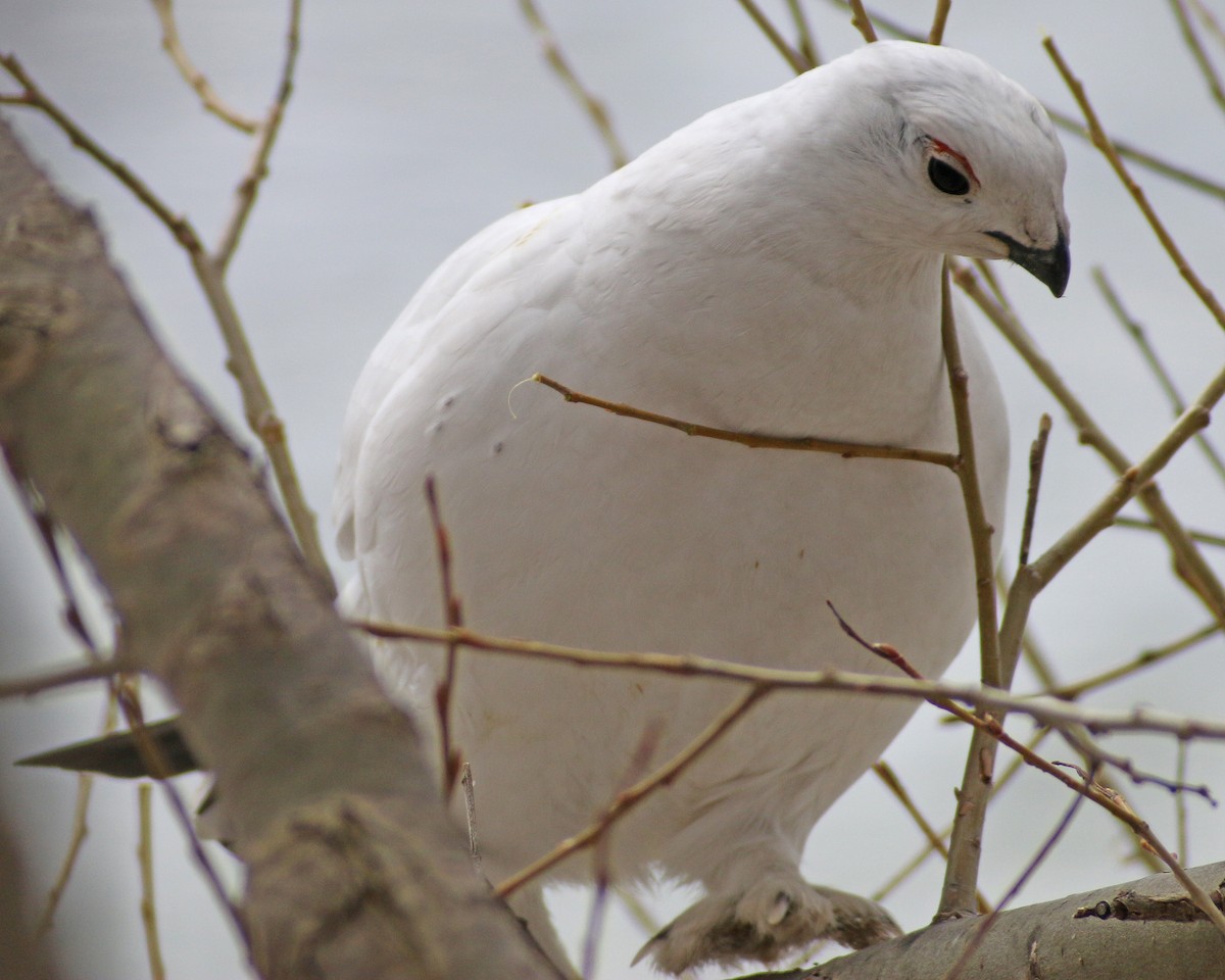 Willow Ptarmigan - ML647616188