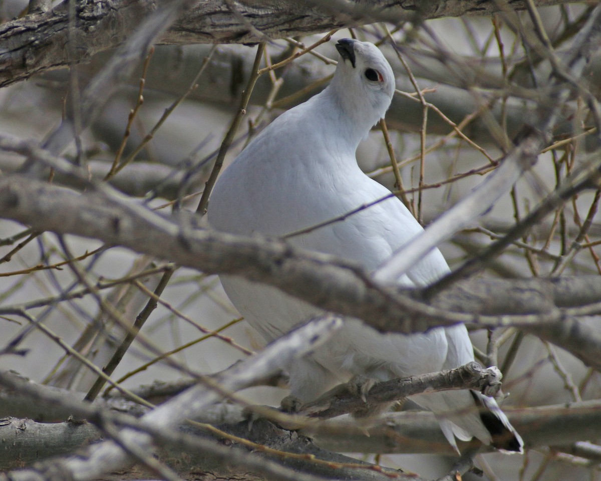 Willow Ptarmigan - ML647616189
