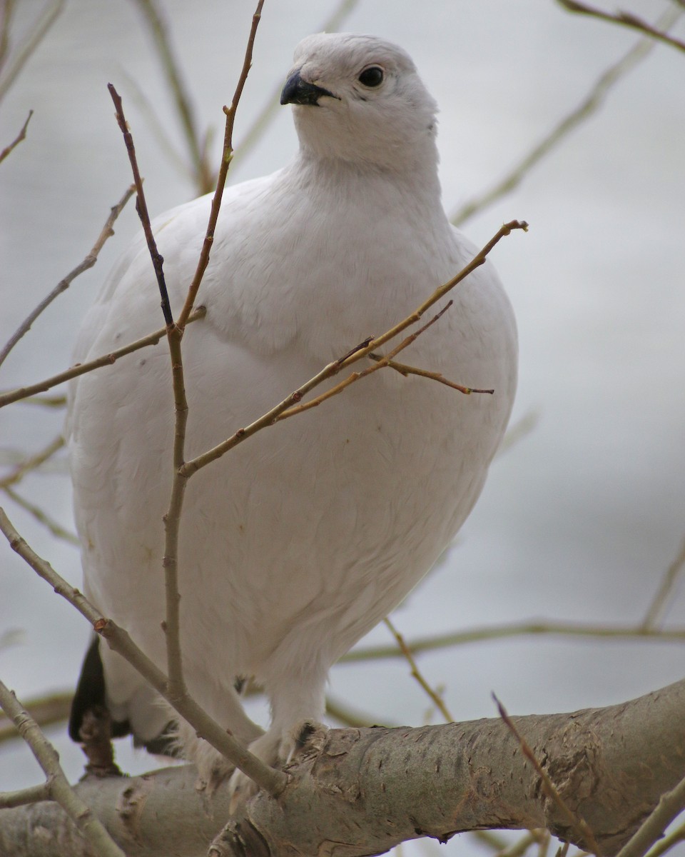 Willow Ptarmigan - ML647616191