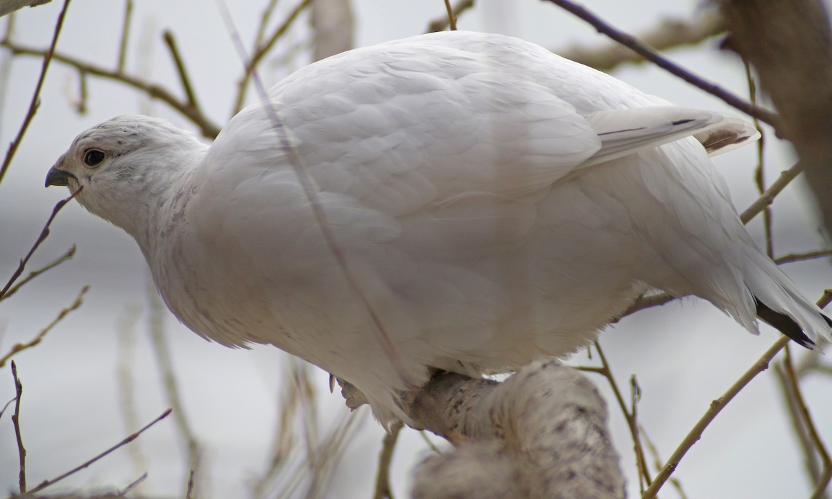Willow Ptarmigan - ML647616192