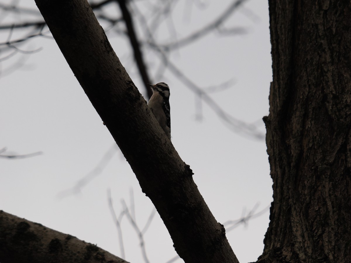 Pico Pubescente - ML647616250