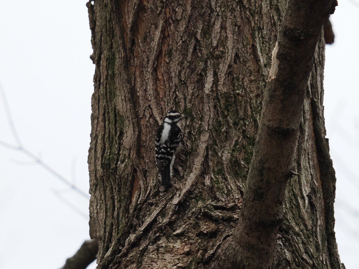 Pico Pubescente - ML647616251