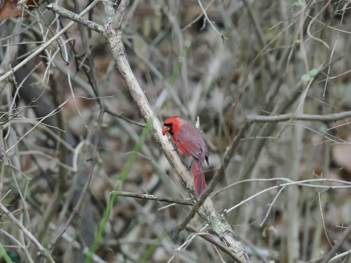 Cardenal Norteño - ML647616268