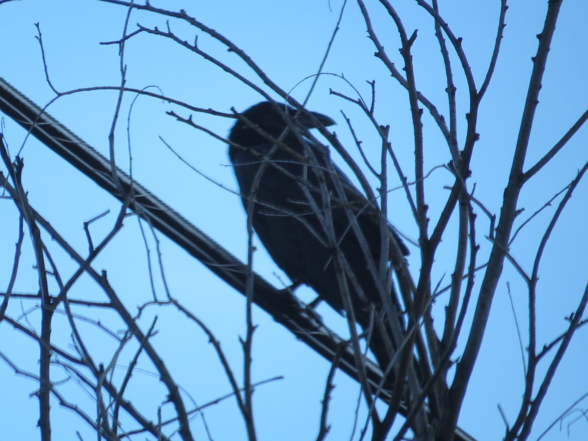 Common Raven - ML647616278