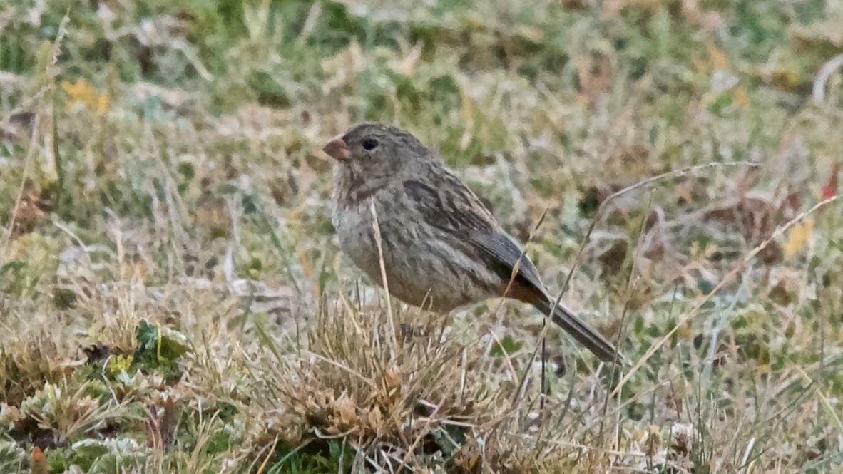 Schlankschnabel-Samenfresser - ML647616295