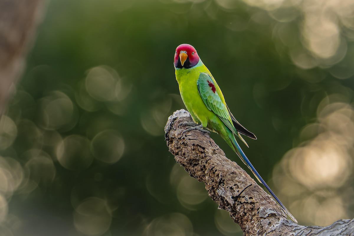 Erik Başlı Yeşil Papağan - ML647616315