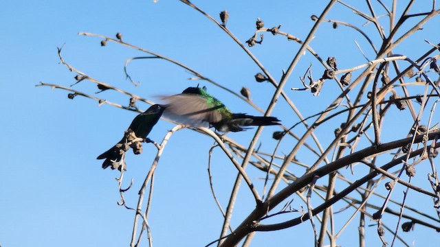 Colibri d'Anaïs - ML647616341