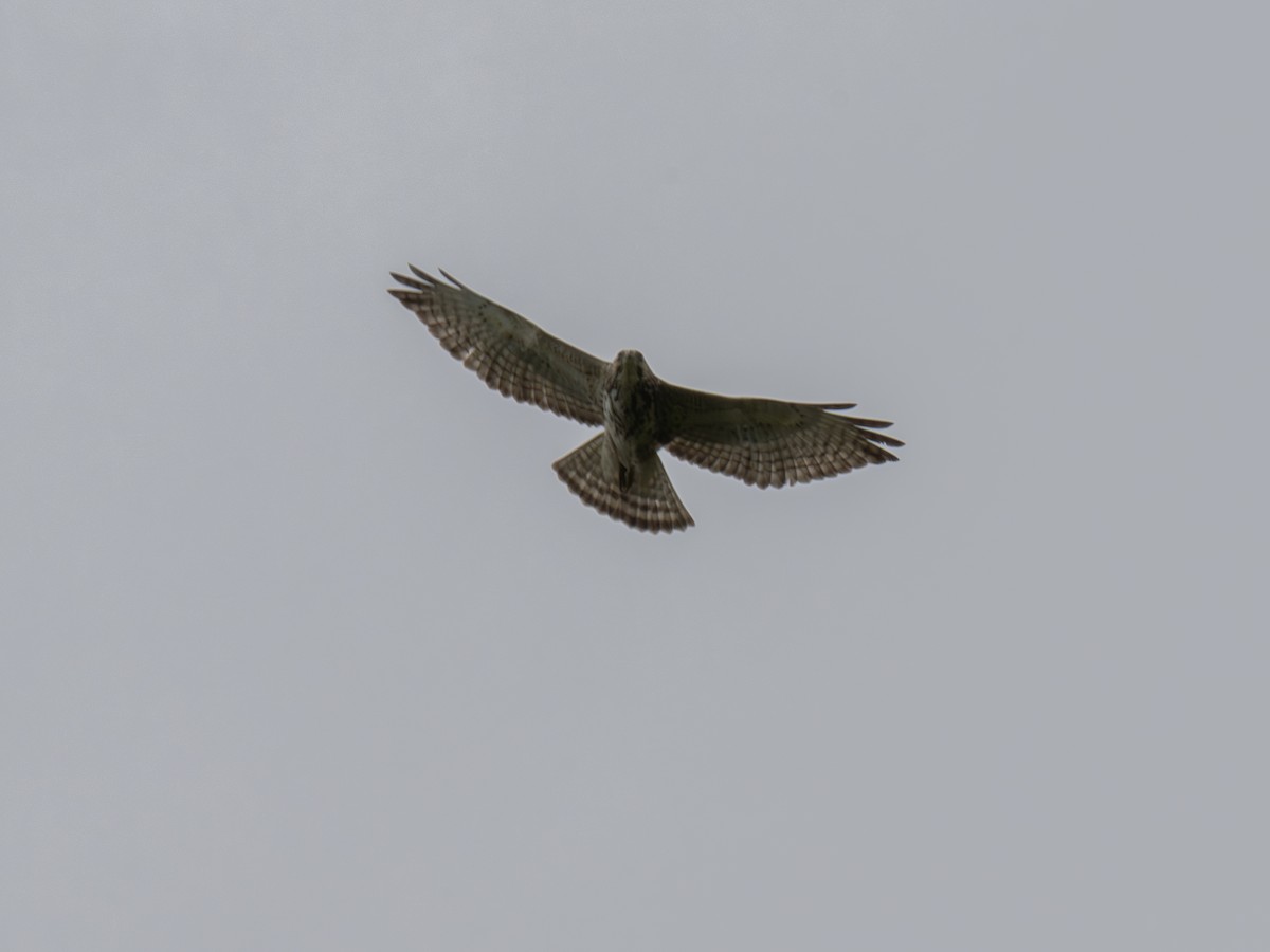 Breitflügelbussard - ML647616365