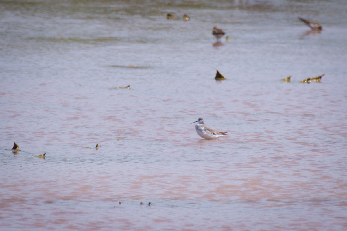 Wilson's Phalarope - ML647616372