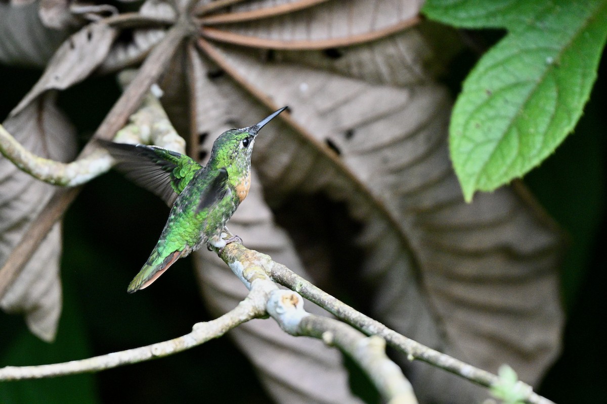 rødbrystbriljant - ML647616378