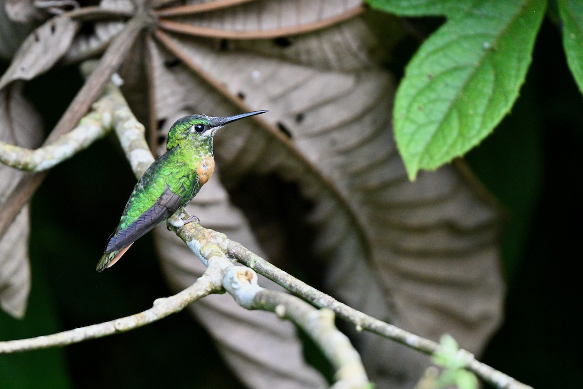 rødbrystbriljant - ML647616381