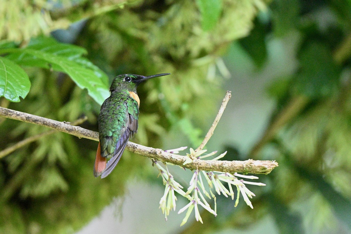 rødbrystbriljant - ML647616385