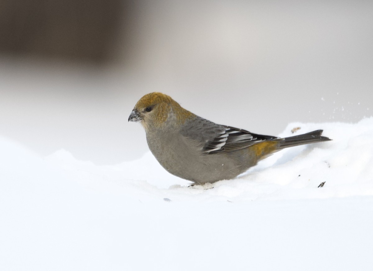 Pinu-gailupa - ML647616390