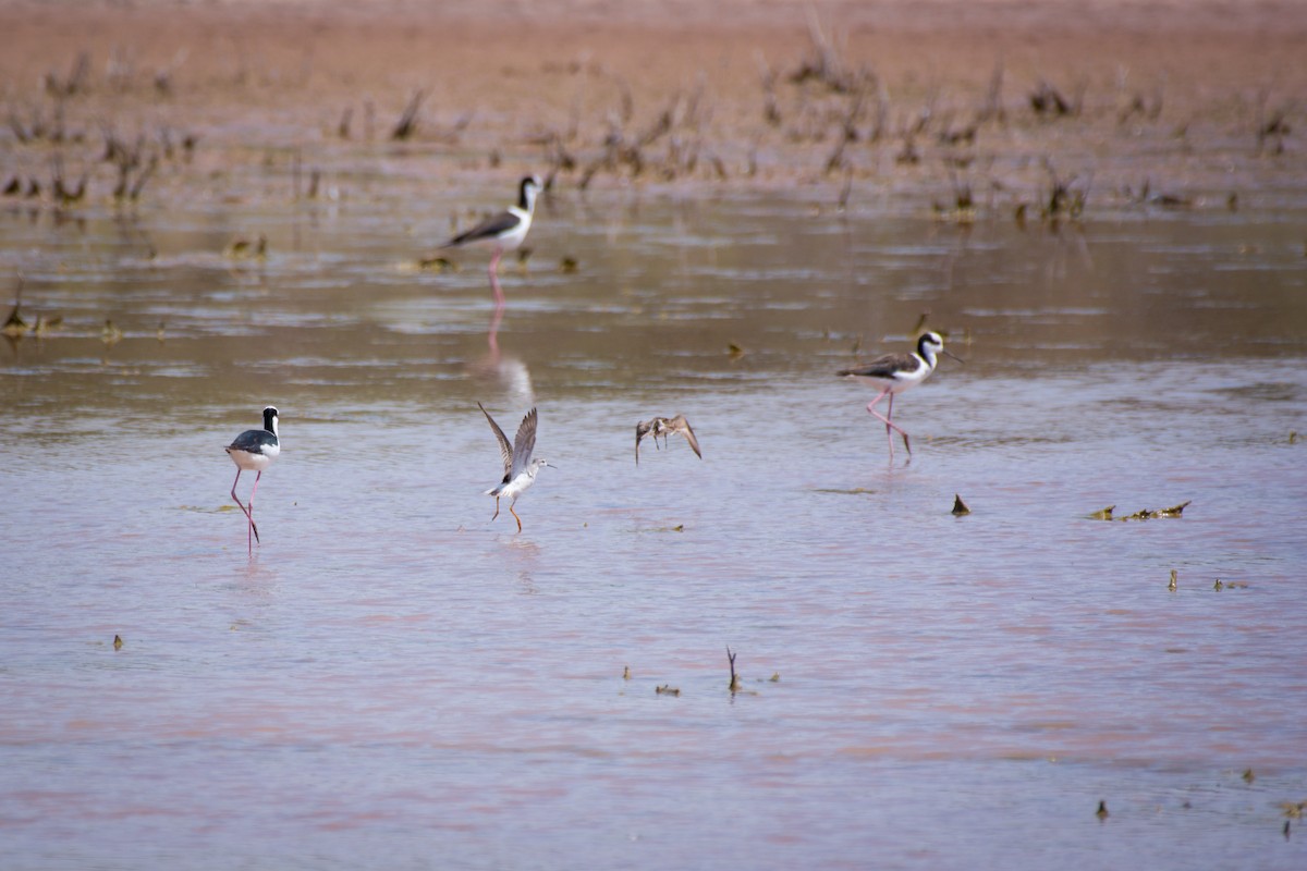 Wilson's Phalarope - ML647616396