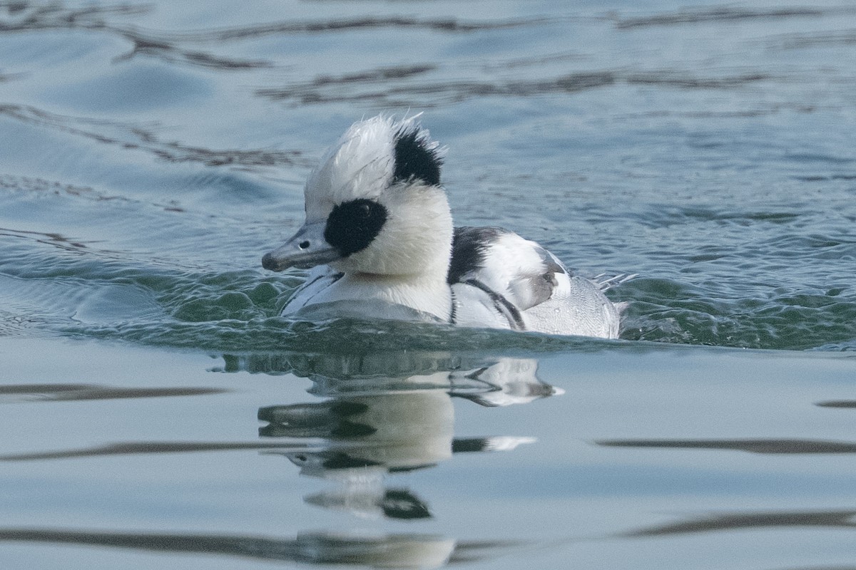 מרגון גמדי - ML647616403