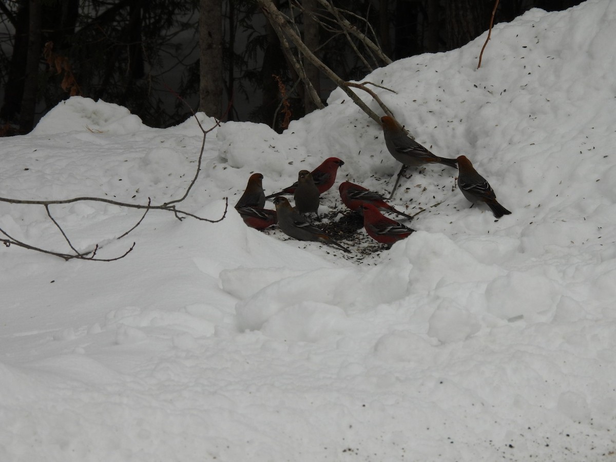 Pinu-gailupa - ML647616418