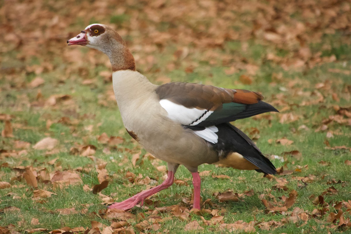 niland - ML647616421