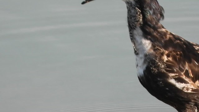 brushane - ML647616423