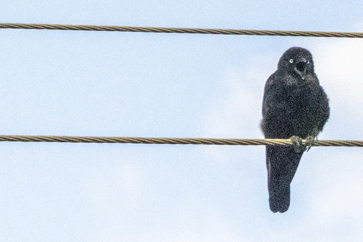 Little Raven - ML647616430