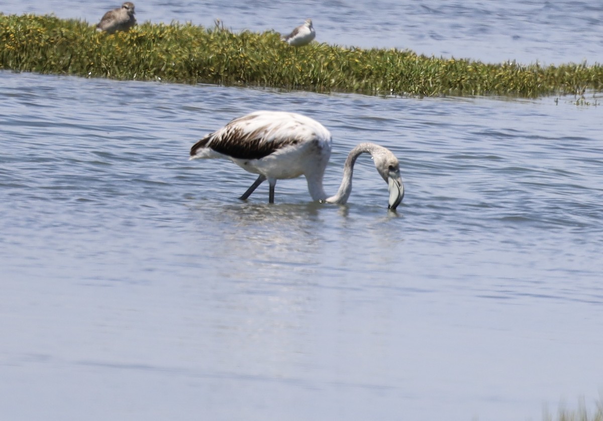 rosenflamingo - ML647616433