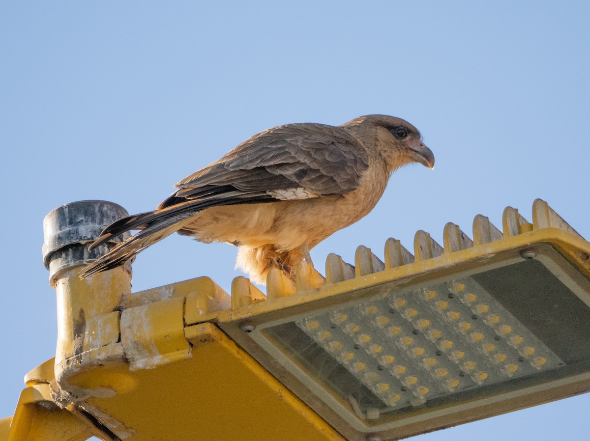 brunkarakara - ML647616439